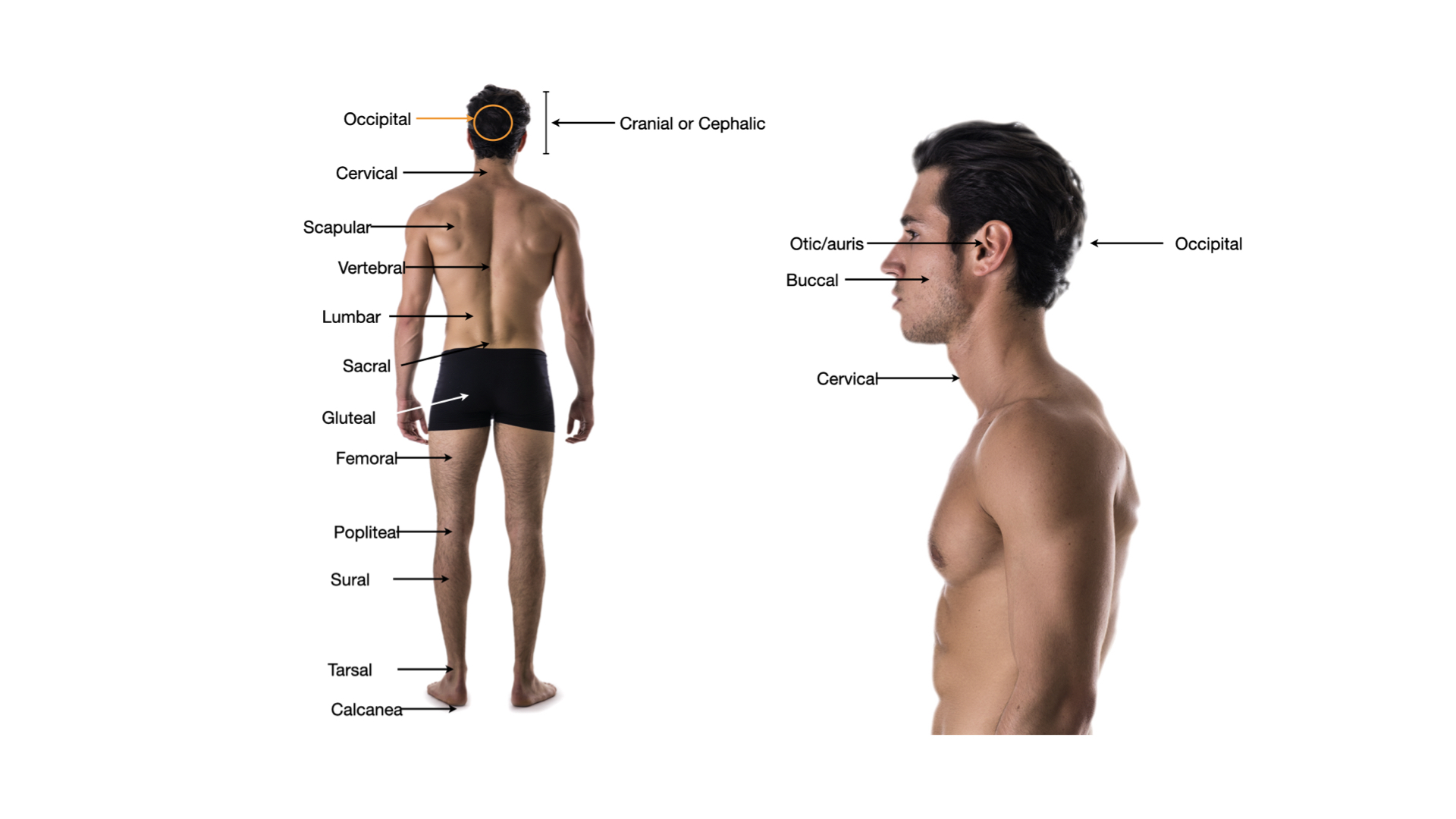 Posterior view labeled occipital, cervical, scapular, vertebral, lumbar, sacral, gluteal, femoral, popliteal, sural, tarsal, and calcaneal; lateral head view labeled otic, buccal, occipital, and cervical.