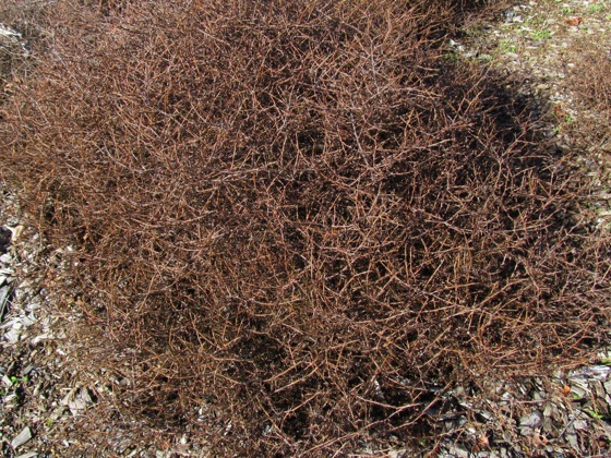 coprosma red rocks