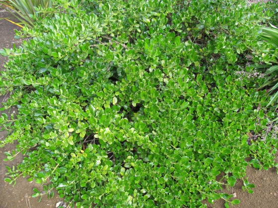 coprosma repens