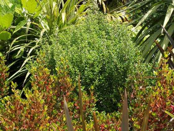 coprosma middlemore