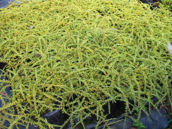 coprosma acerosa hawera