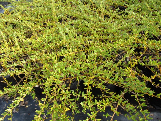 coprosma kirkii goldstream