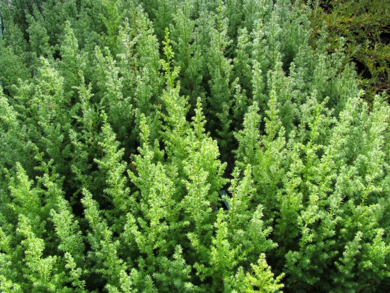 Cypress seedlings nursery nz