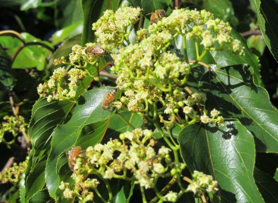 Hovenia flowers bees fruit nz