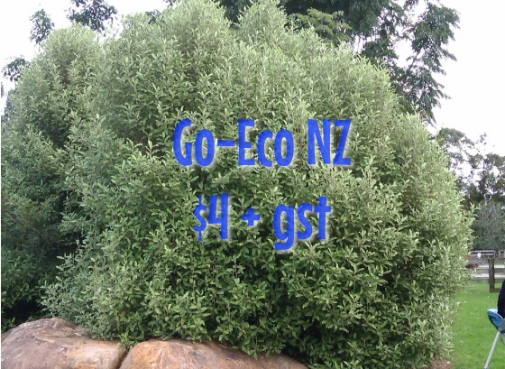 Olearia albida Tanguru nz