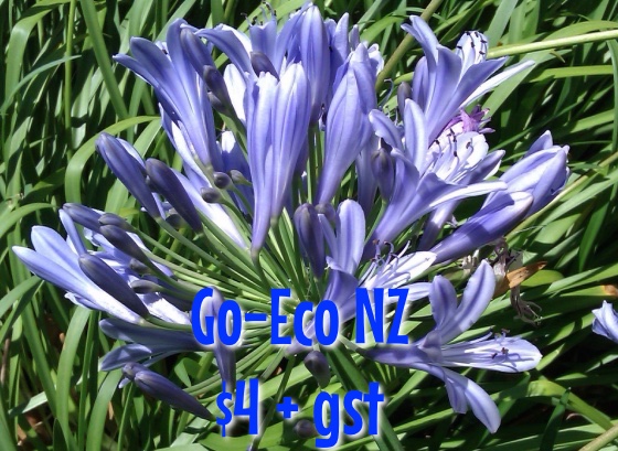 Agapanthus Streamline NZ