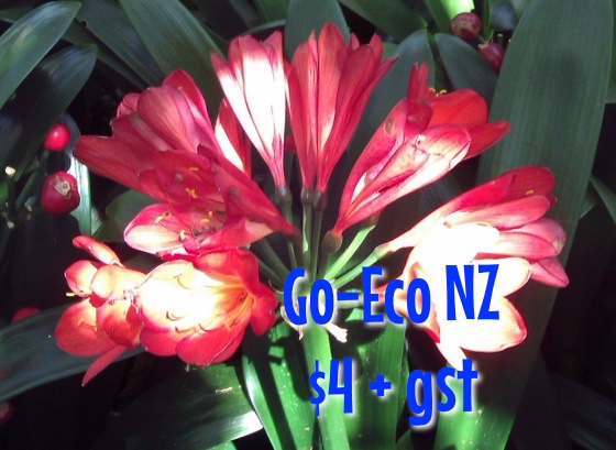 Clivia miniata nz