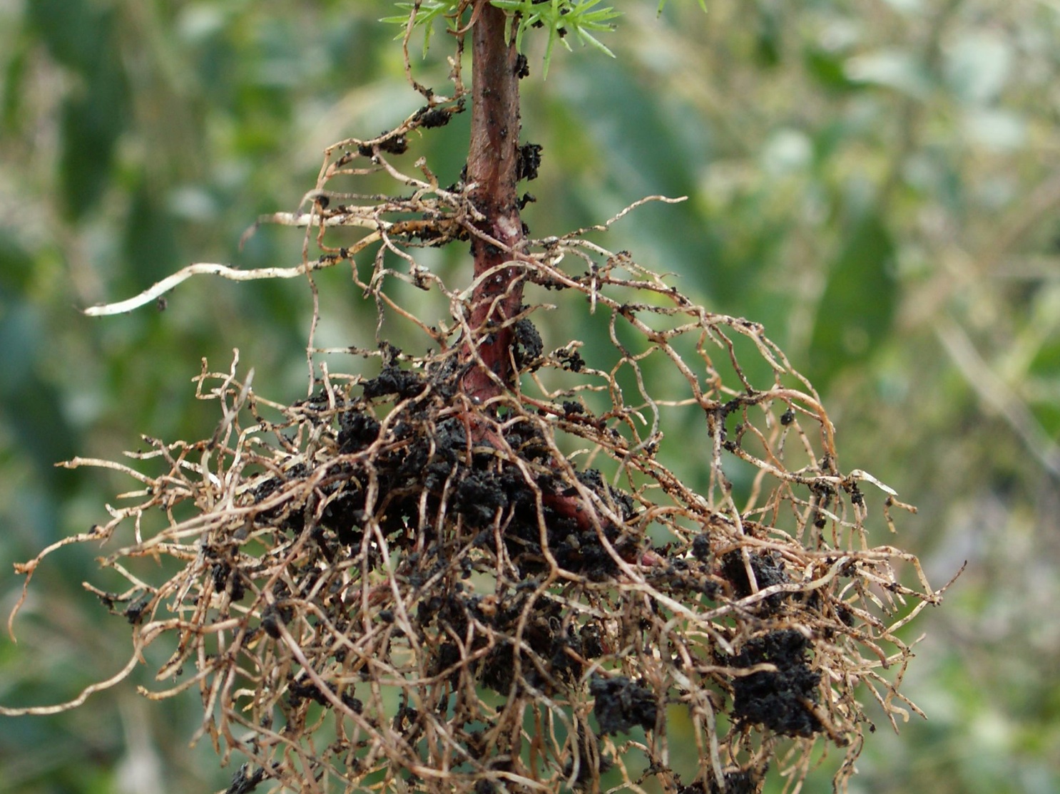 Quality root system nz