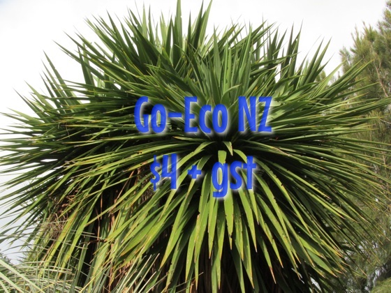 Cordyline australis, cabbage tree nz