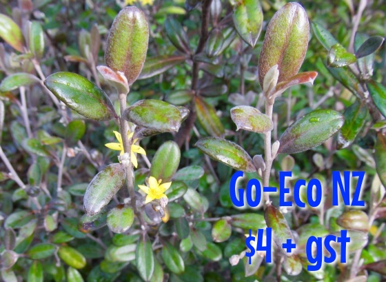 Corokia Frosted Chocolate nz