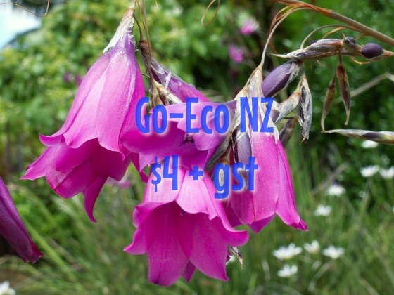 Dierama pulcherimum, Angels Fishing Rods, cerise