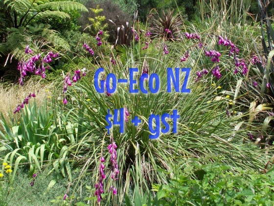 Dierama pulcherimum, Angels Fishing Rods, cerise