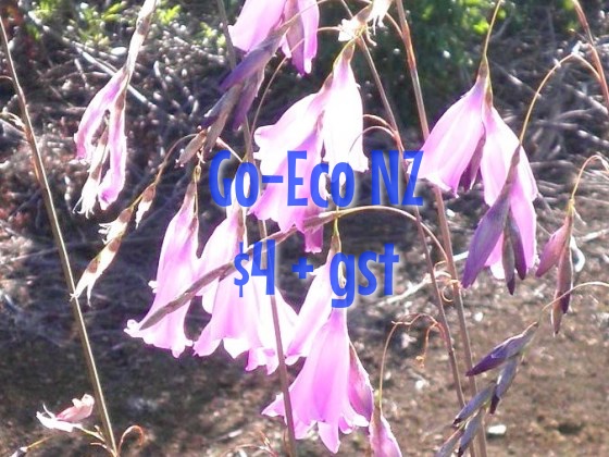 Dierama pulcherimum, Angels Fishing Rods, mauve