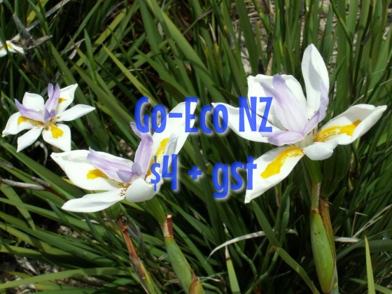 Dietes grandiflora NZ