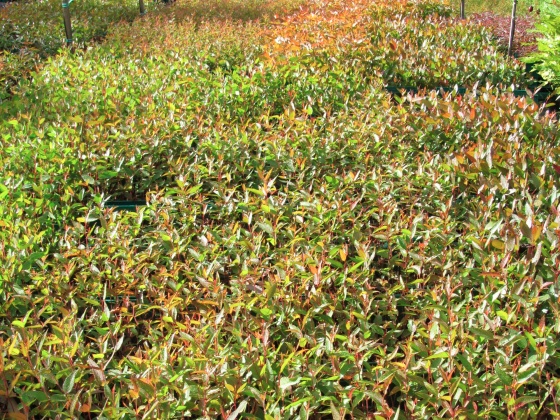 Eucalyptus seedlings nz