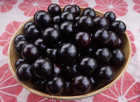 Jaboticaba fruit nz