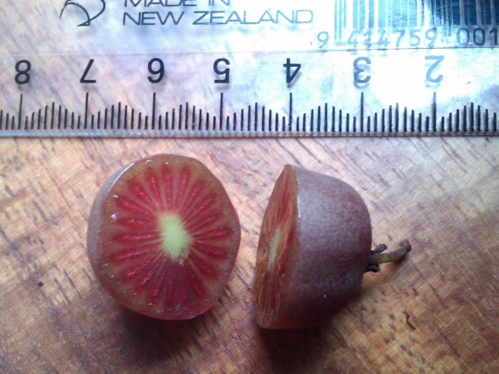 Kens Red arguta kiwifruit