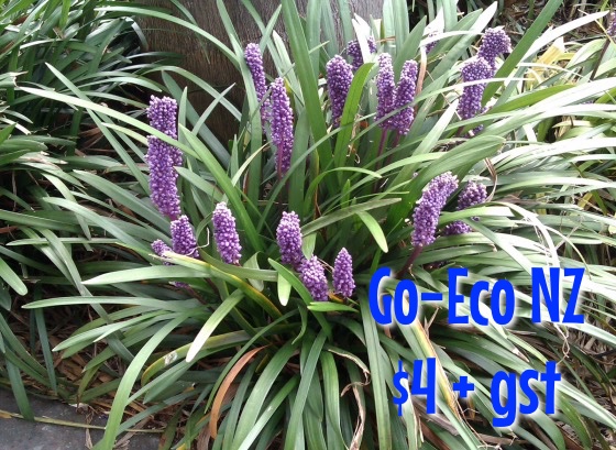 Liriope muscari royal purple nz