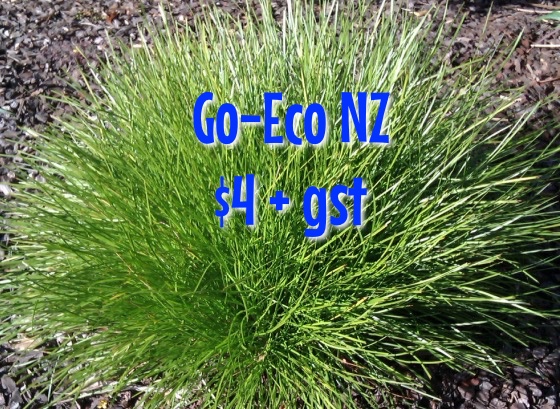 Lomandra little con NZ