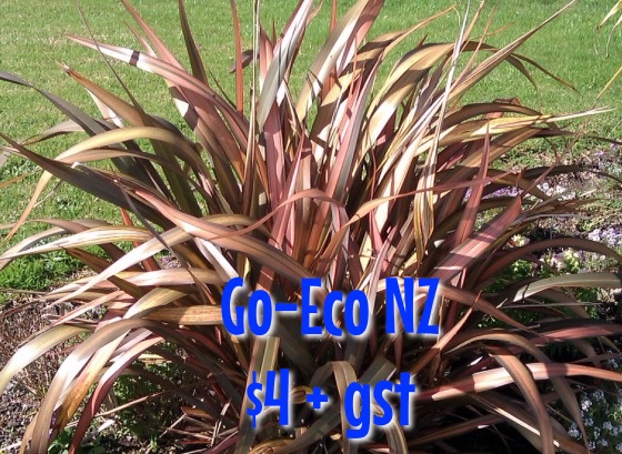 Phormium Pink Panther NZ