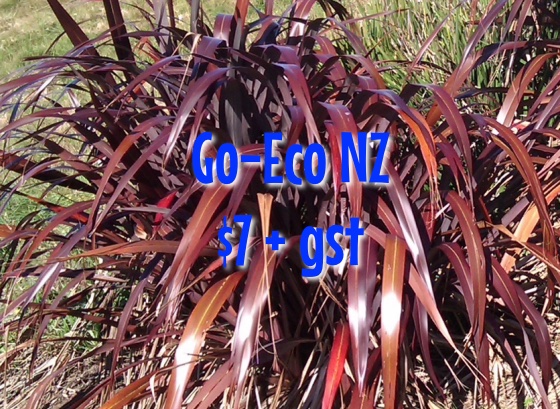 Phormium purple prince (black prince) nz