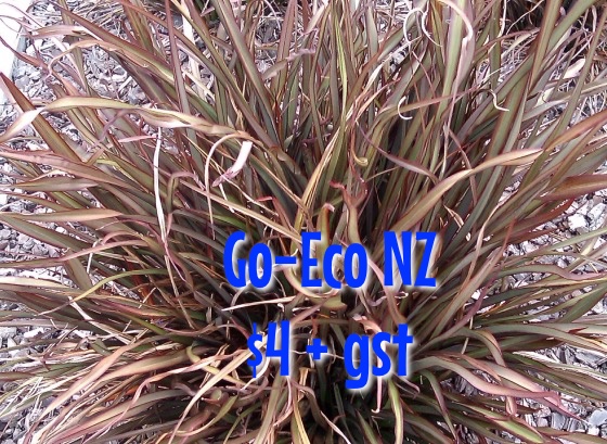 Phormium surfer bronze NZ