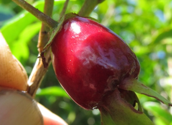 rio grande cherry Eugenia involucrata fruit nz