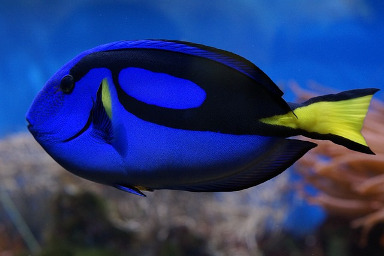 Dory