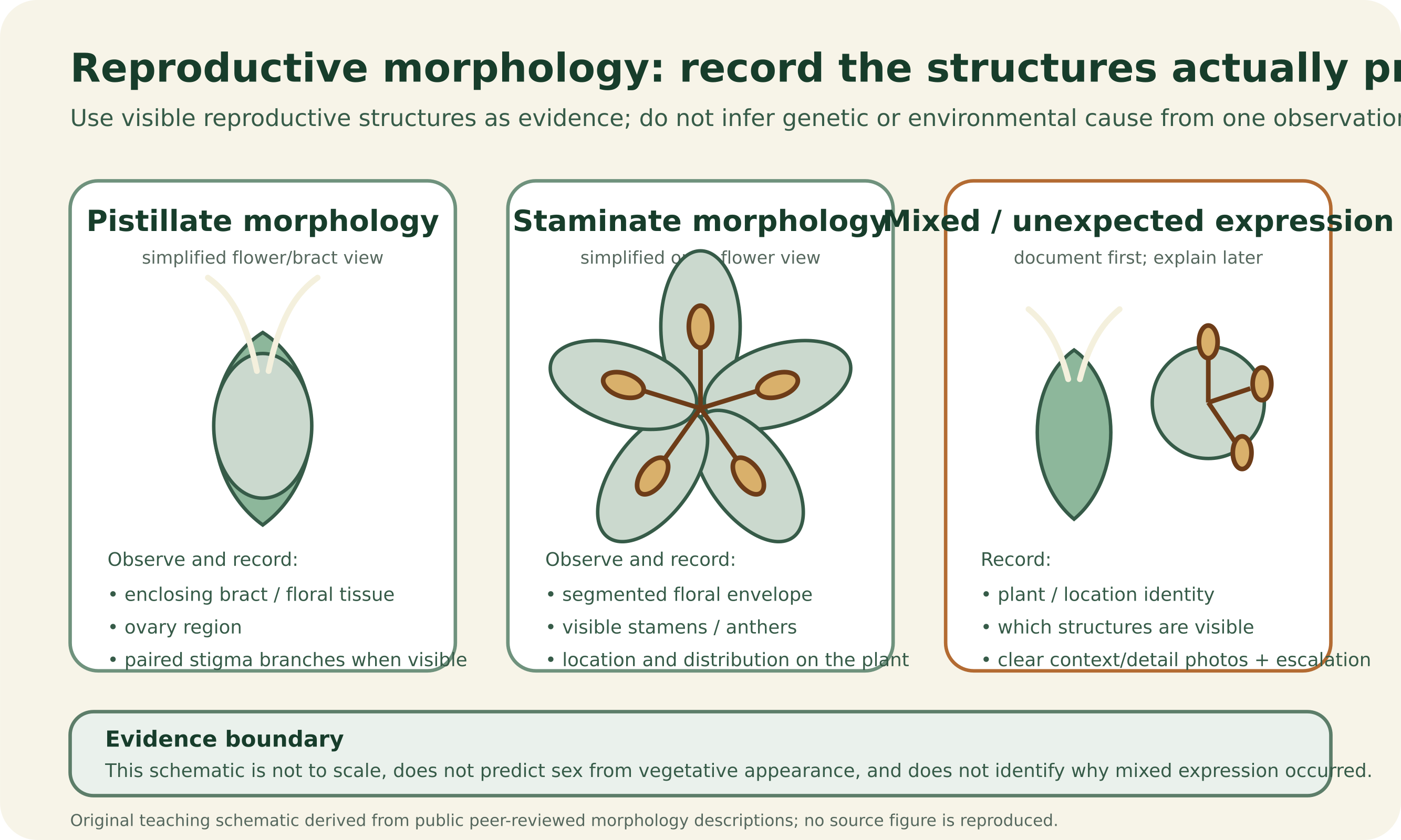 Original schematic comparing a simplified pistillate flower with enclosing bract, ovary region and paired stigma branches, a simplified staminate flower with segmented floral envelope and visible stamens or anthers, and an example of mixed or unexpected expression that directs the learner to document structures, identity, photos and escalation without assigning cause.