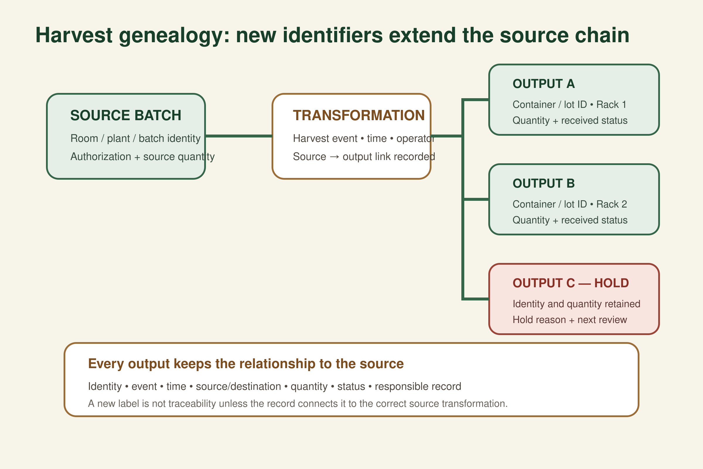 Traceability diagram linking an authorized source batch through a harvest transformation event to several identified output containers and dry-room destinations, including a held output that retains source identity and quantity.