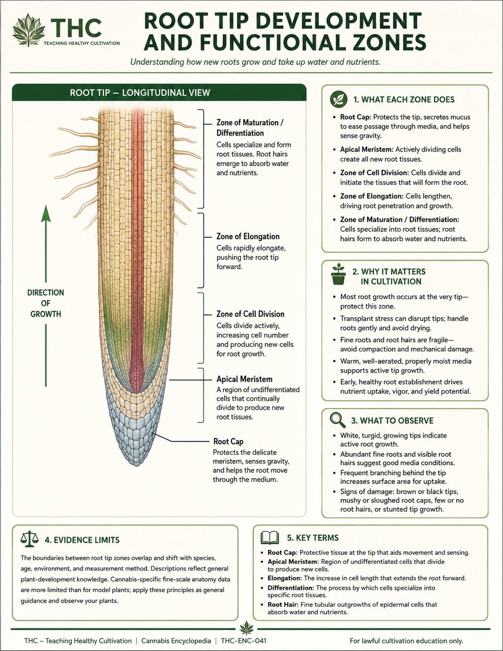Root Tips, Meristems, and Zones of Development — controlled companion teaching visual