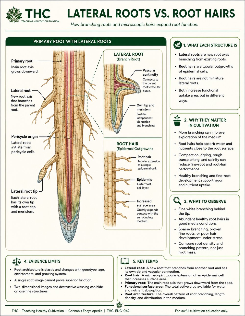 Lateral Roots, Root Hairs, and Functional Surface Area — controlled companion teaching visual