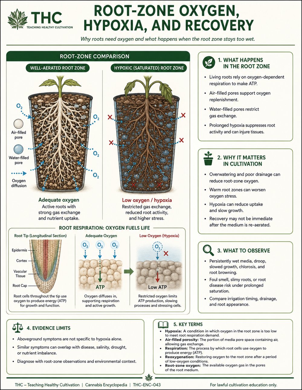 Root Respiration and Oxygen Demand — controlled companion teaching visual