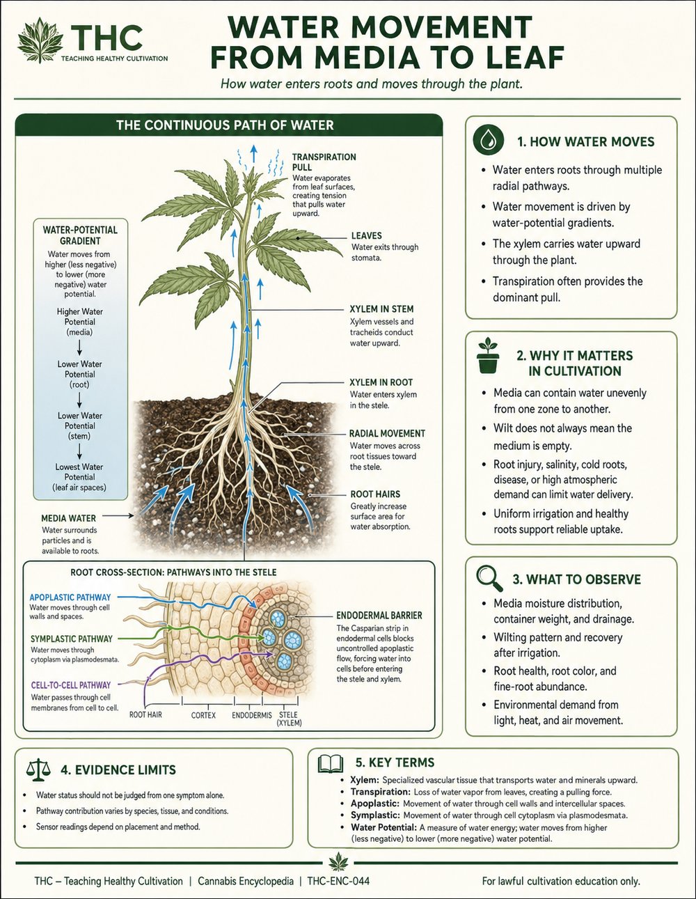 Water Uptake Pathways Through Roots — controlled companion teaching visual
