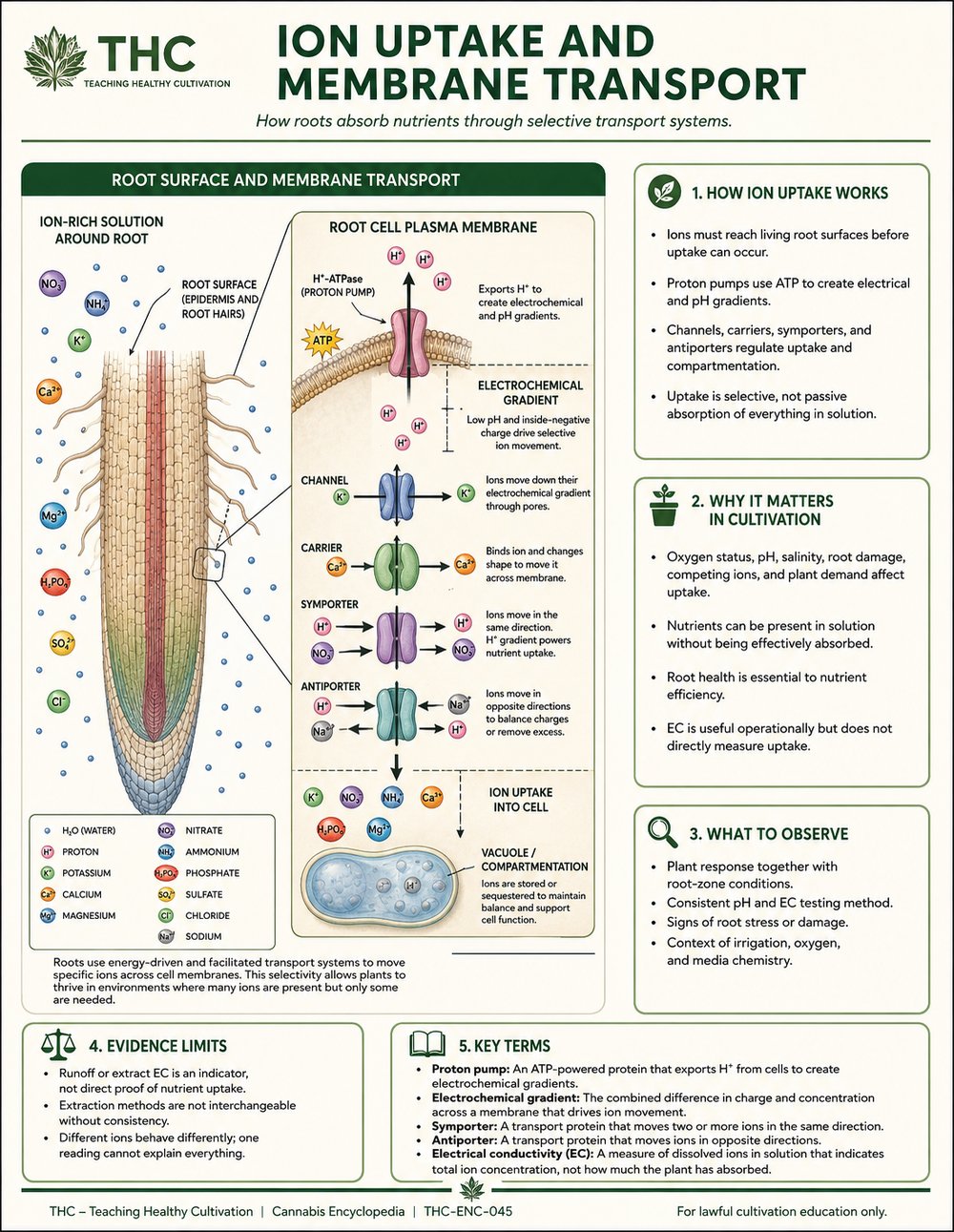 Ion Uptake and Membrane Transport — controlled companion teaching visual