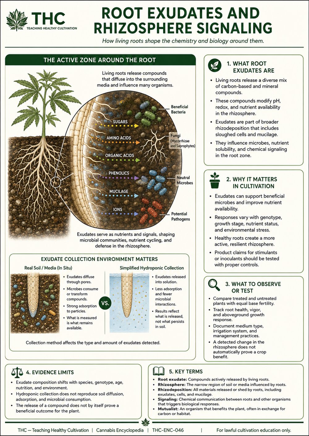 Root Exudates and Rhizosphere Signaling — controlled companion teaching visual