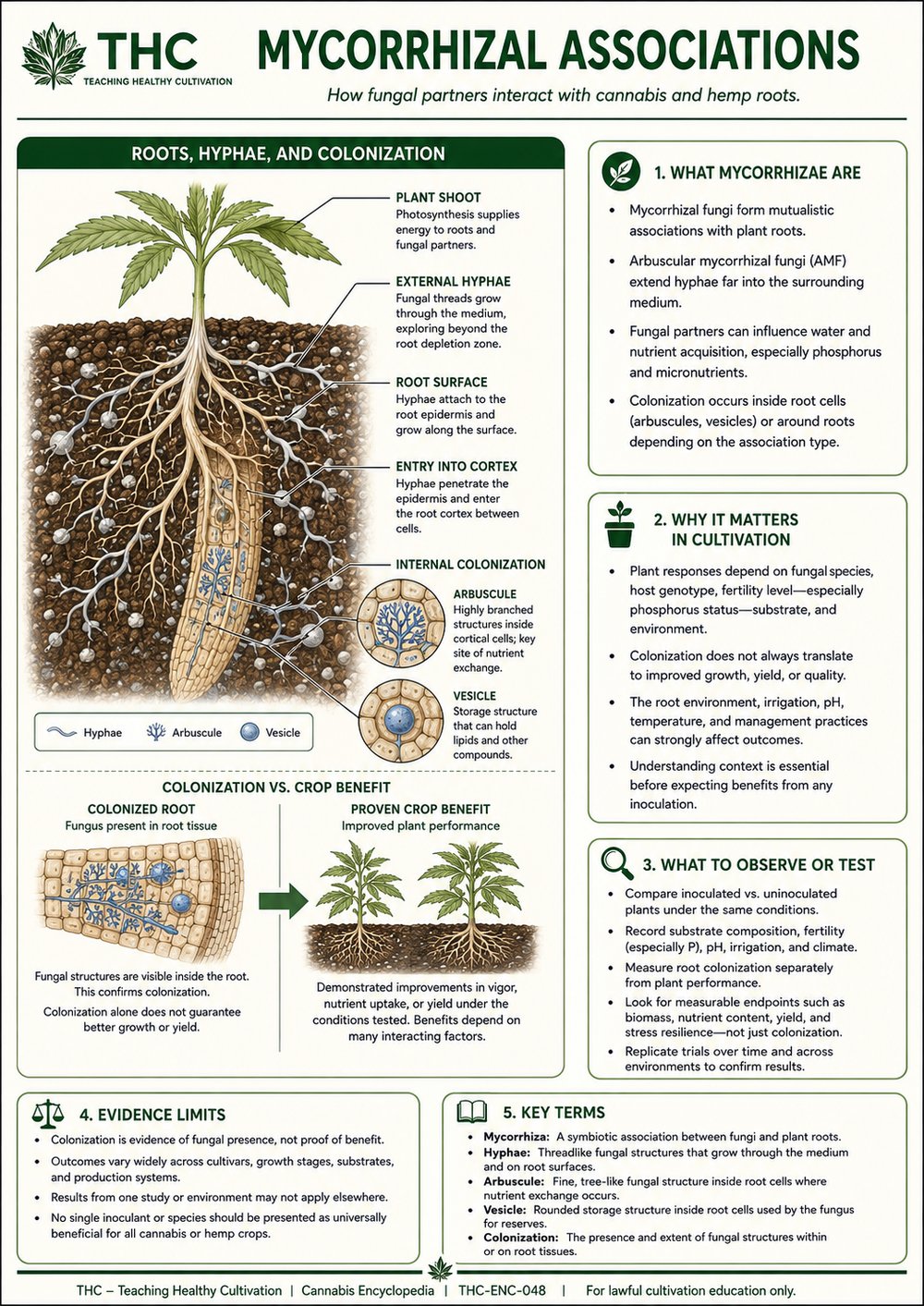 Mycorrhizal Associations in Cannabis and Hemp — controlled companion teaching visual