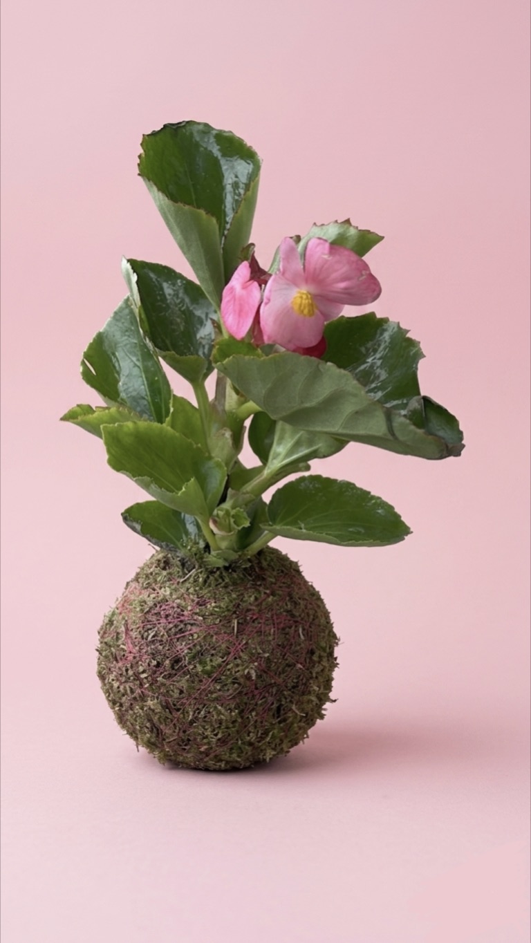 Kokedama rosa