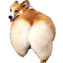 Corgi