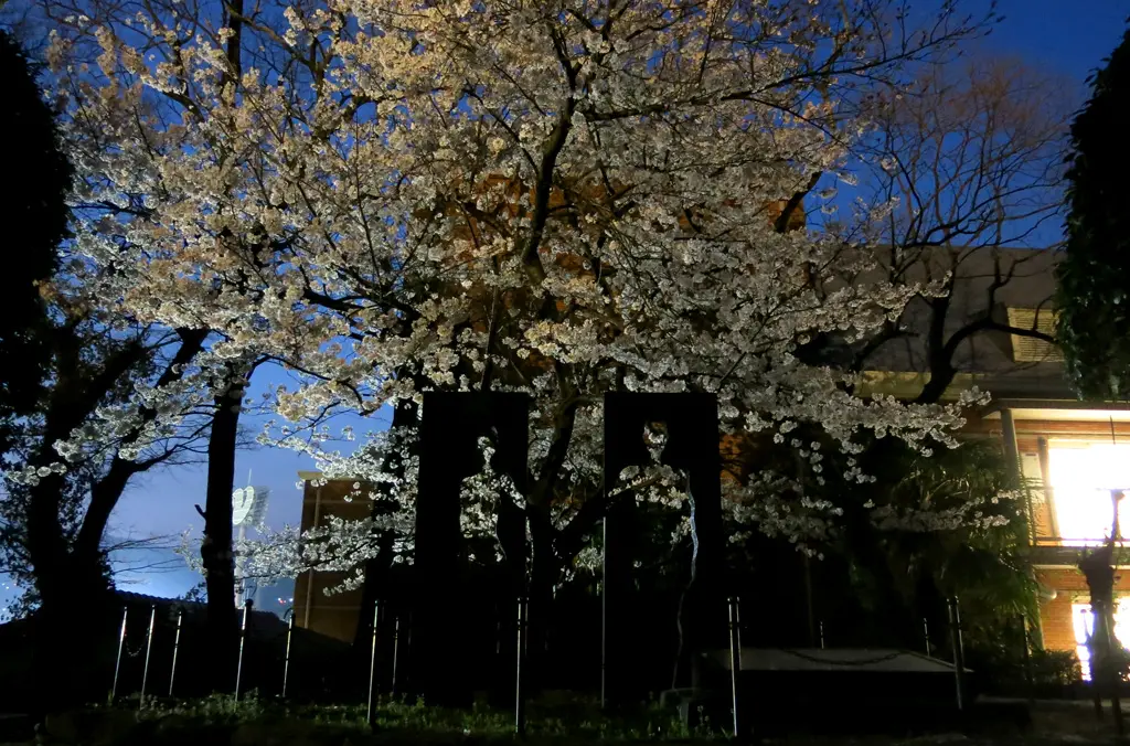 Peace Park at Night