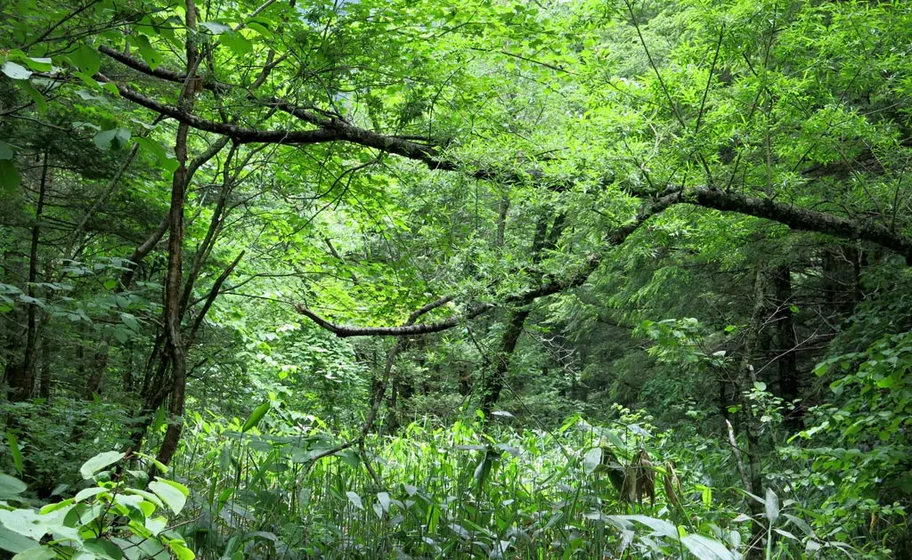 Goshikigahara 五色ヶ原