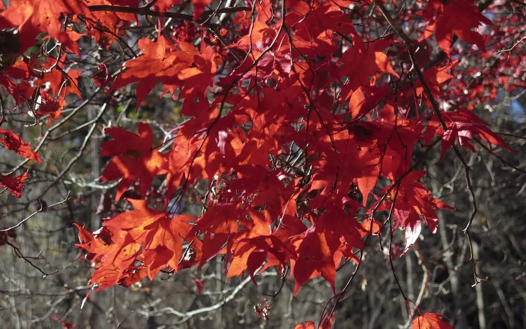 IMG_0171.jpg IMG_0171.jpg