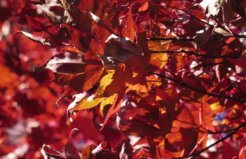 IMG_0178.jpg IMG_0178.jpg