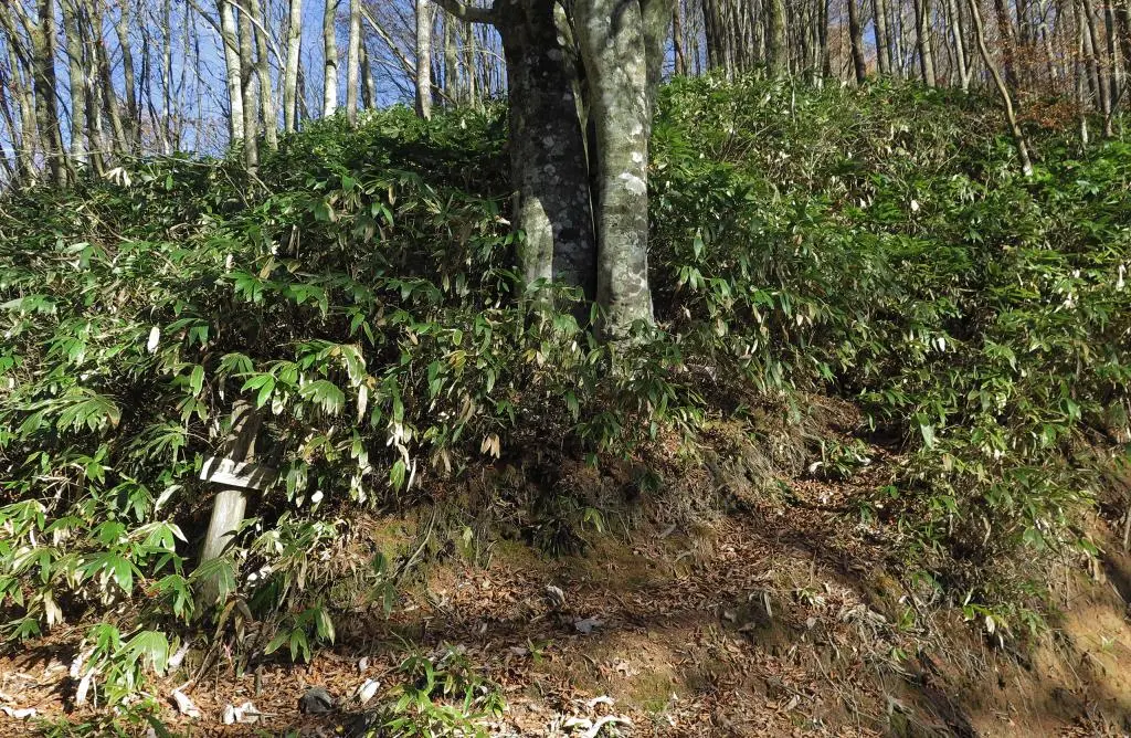 IMG_0198.jpg IMG_0198.jpg