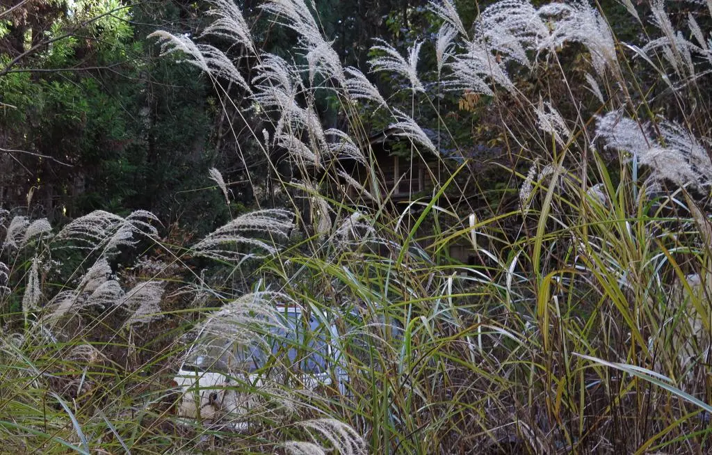 IMG_9956.jpg IMG_9956.jpg