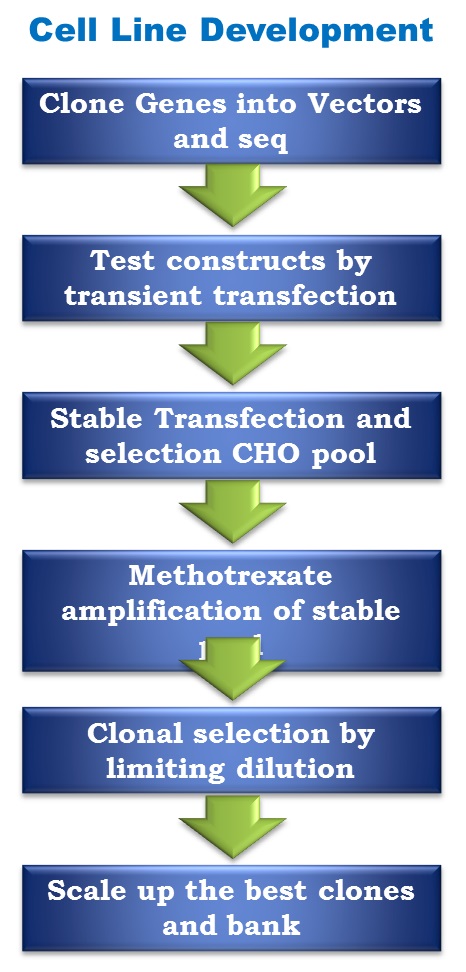 JOINN Biologics Cell Line Development