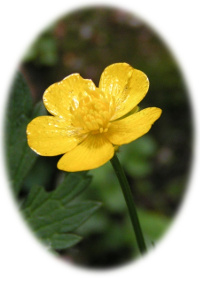 Ranculus repens, photo by sannse
