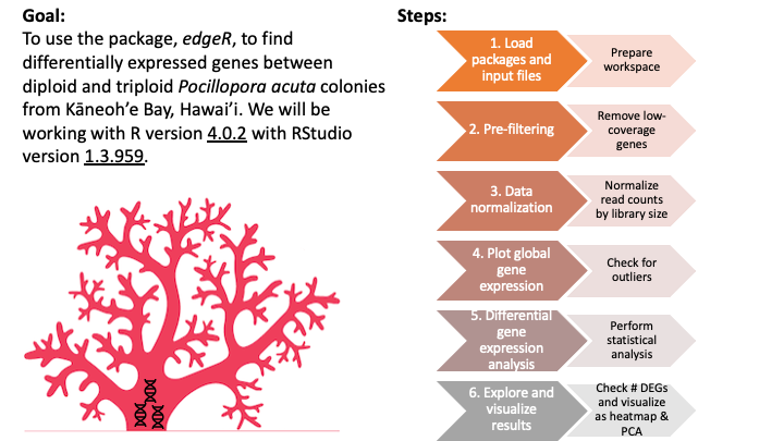edgeR workflow overview