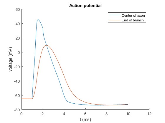 Action potential