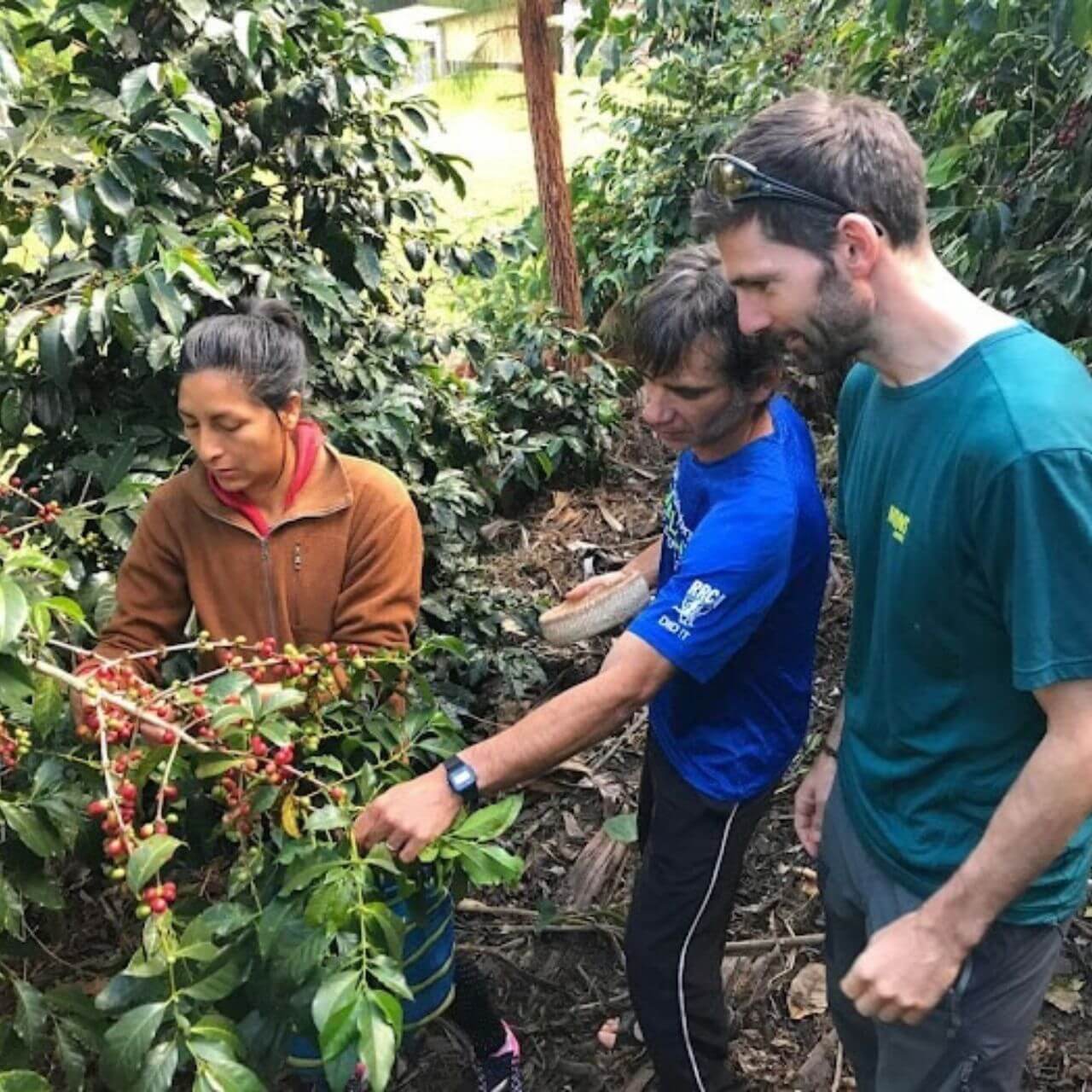 Lucmabamba shelters a unique experience in the expertise of coffee